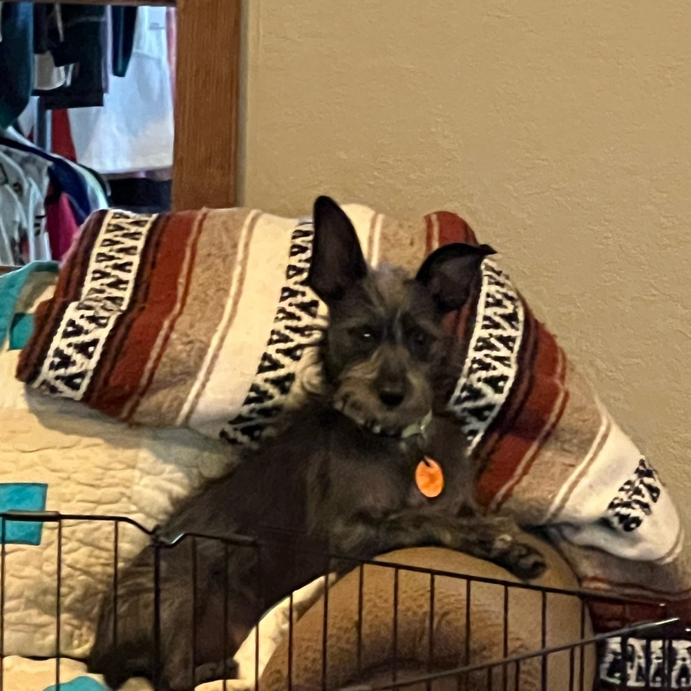 Thanks for Stopping By!❤️ Pet Friendly Closet! My brood of 7 🐾 - Picture 14 of 16